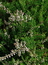 Calluna vulgaris (Spitzen), Heidekraut, Besenheide, Färbepflanze, Färberpflanze, Pflanzenfarben,  färben, Klostergarten Seligenstadt